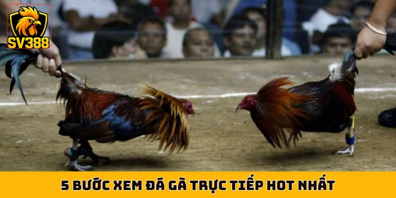 5 bước xem đá gà trực tiếp hot nhất
