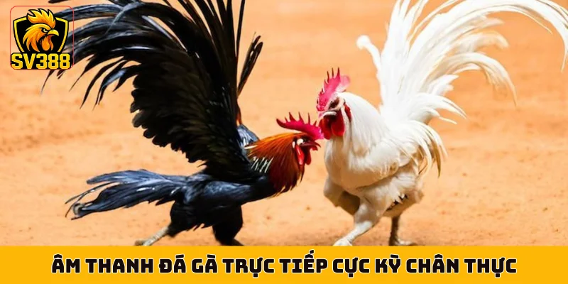 Âm thanh đá gà trực tiếp cực kỳ chân thực