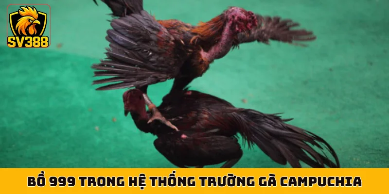 Bồ 999 trong hệ thống trường gà Campuchia