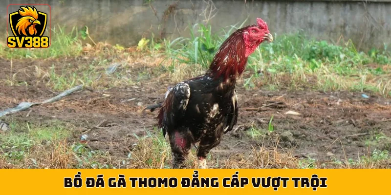 Bồ đá gà Thomo đẳng cấp vượt trội