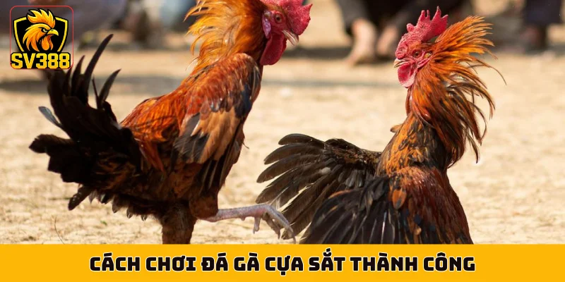 Cách chơi đá gà cựa sắt thành công