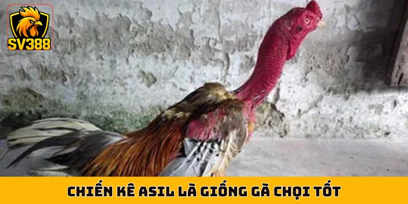 Chiến kê Asil là giống gà chọi tốt