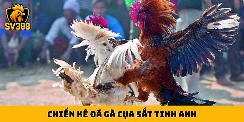 Chiến kê đá gà cựa sắt tinh anh