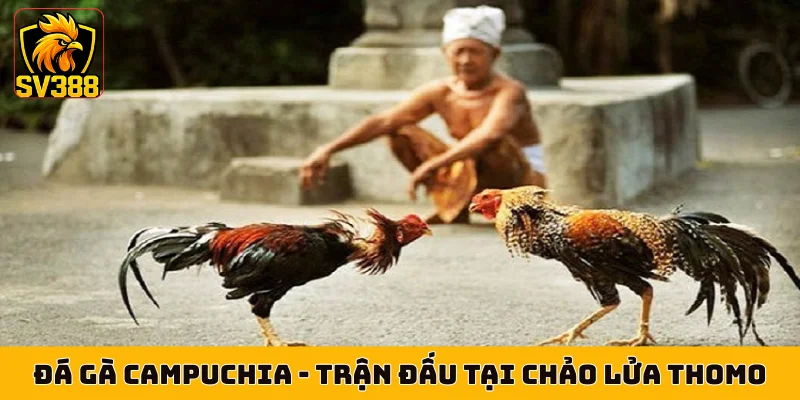 Đá Gà Campuchia - Quy Tụ Trận Đấu Tại Chảo Lửa Thomo