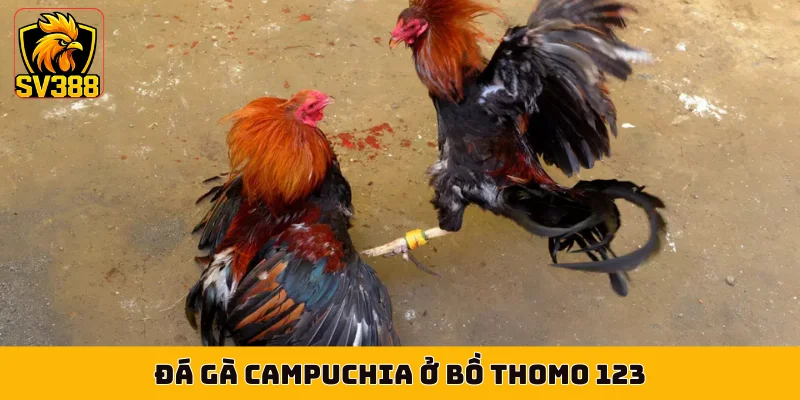 Đá gà Campuchia ở bồ Thomo 123