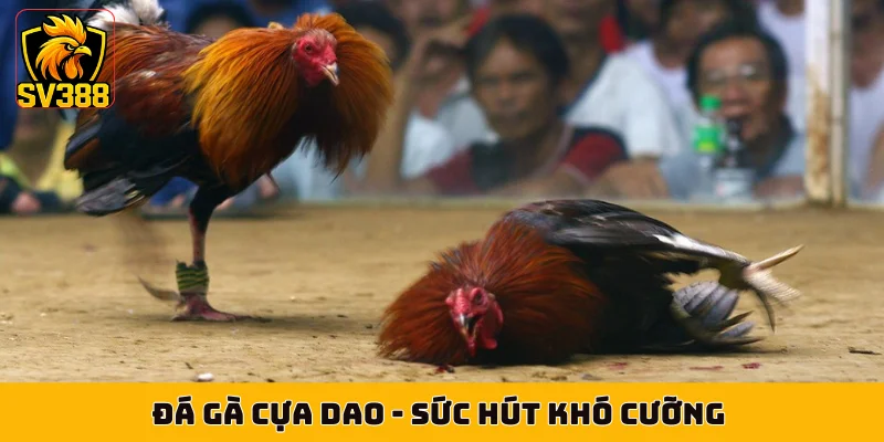 Đá Gà Cựa Dao - Sức Hút Khó Cưỡng Từ Trận Đấu Nảy Lửa