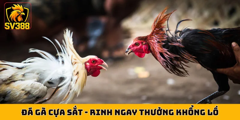 Đá Gà Cựa Sắt - Bí Kíp Soi Kèo Rinh Ngay Thưởng Khổng Lồ