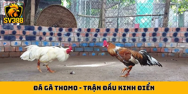 Đá Gà Thomo - Trận Đấu Kinh Điển Tường Thuật Tại SV388
