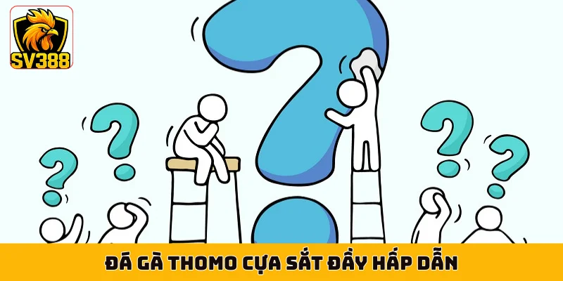 Đá gà Thomo cựa sắt đầy hấp dẫn