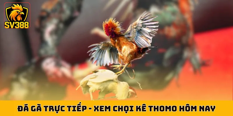 Đá Gà Trực Tiếp - Xem Chọi Kê Thomo Hôm Nay Cực Nét