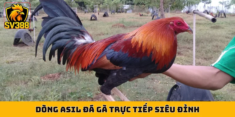 Dòng Asil đá gà trực tiếp siêu đỉnh