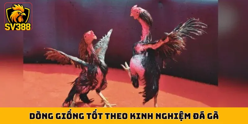 Dòng giống tốt theo kinh nghiệm đá gà