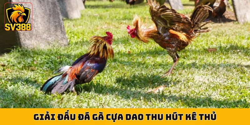 Giải đấu đá gà cựa dao thu hút kê thủ