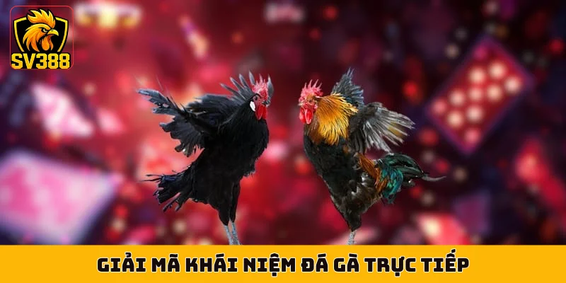 Giải mã khái niệm đá gà trực tiếp