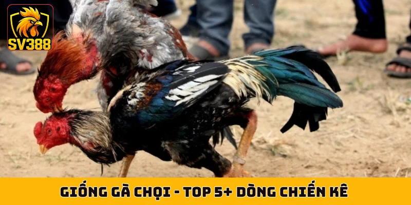 Giống Gà Chọi - Top 5+ Dòng Chiến Kê Bất Bại Ở Thomo