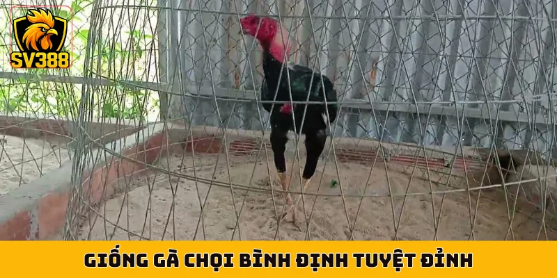 Giống gà chọi Bình Định tuyệt đỉnh
