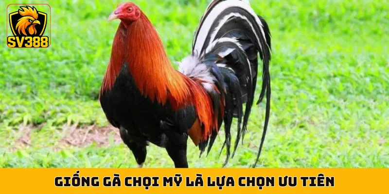 Giống gà chọi Mỹ là lựa chọn ưu tiên