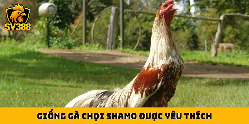 Giống gà chọi Shamo được yêu thích