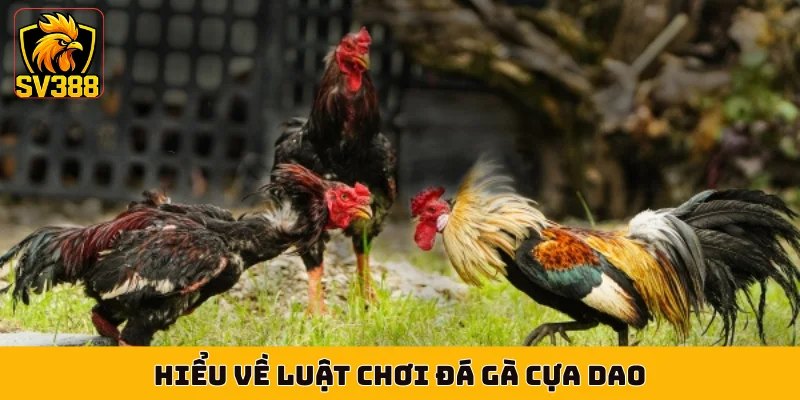 Hiểu về luật chơi đá gà cựa dao