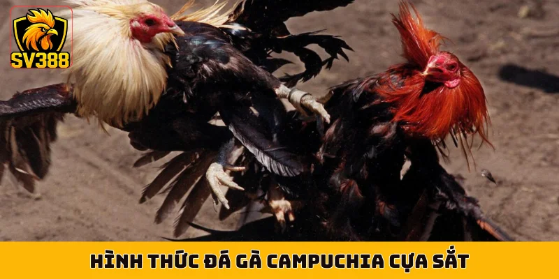 Hình thức đá gà Campuchia cựa sắt