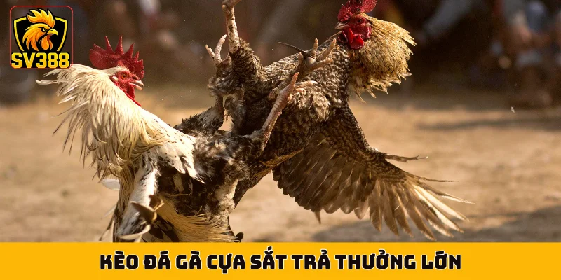 Kèo đá gà cựa sắt trả thưởng lớn