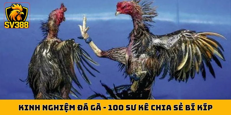 Kinh Nghiệm Đá Gà - 100 Sư Kê Chia Sẻ Bí Kíp Hay Nhất