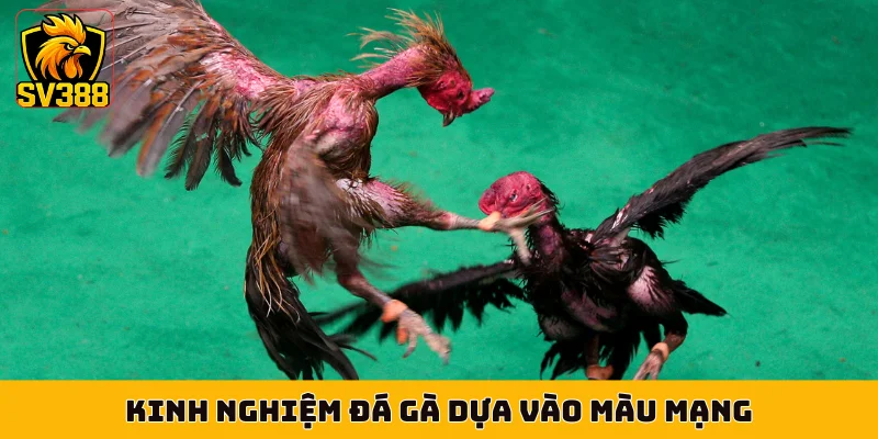 Kinh nghiệm đá gà dựa vào màu mạng