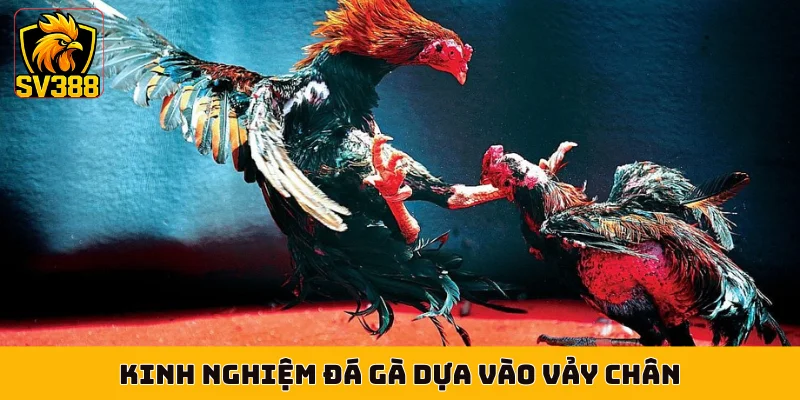 Kinh nghiệm đá gà dựa vào vảy chân