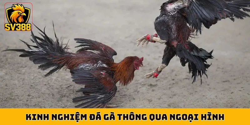 Kinh nghiệm đá gà thông qua ngoại hình
