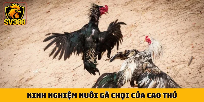 Kinh nghiệm nuôi gà chọi của cao thủ