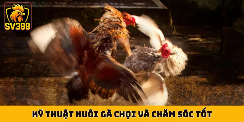 Kỹ thuật nuôi gà chọi và chăm sóc tốt
