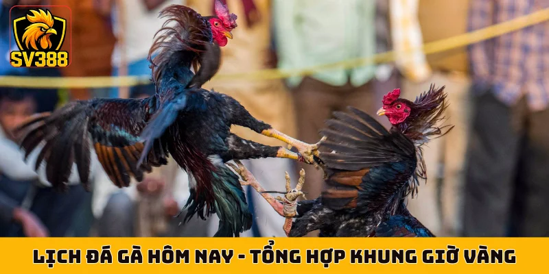 Lịch Đá Gà Hôm Nay - Tổng Hợp Khung Giờ Vàng Tại Thomo