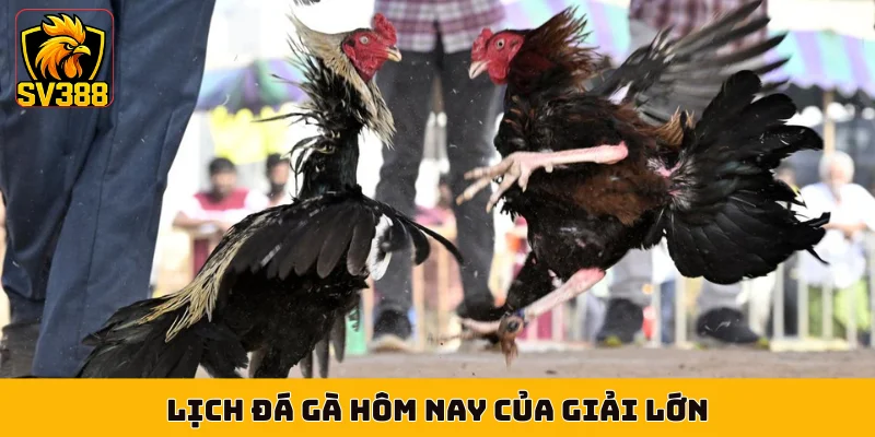 Lịch đá gà hôm nay của giải lớn