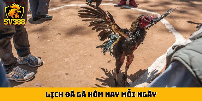 Lịch đá gà hôm nay mỗi ngày