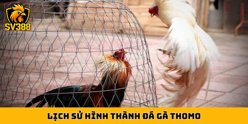 Lịch sử hình thành đá gà Thomo