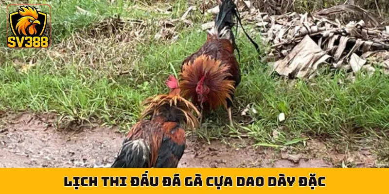Lịch thi đấu đá gà cựa dao dày đặc