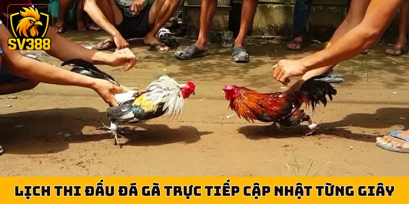 Lịch thi đấu đá gà trực tiếp cập nhật từng giây