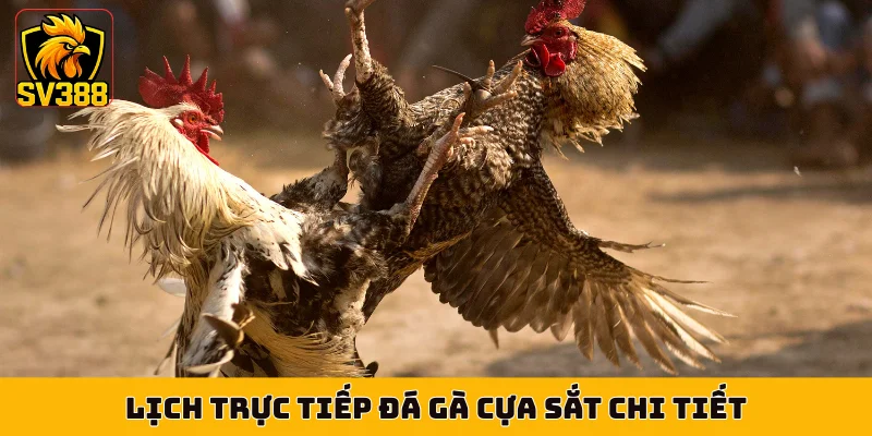 Lịch trực tiếp đá gà cựa sắt chi tiết