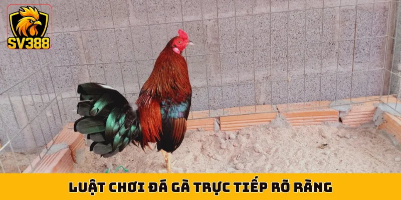 Luật chơi đá gà trực tiếp rõ ràng