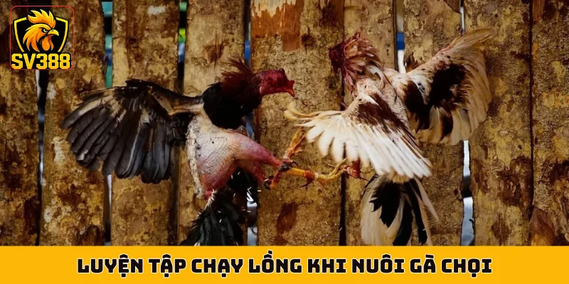 Luyện tập chạy lồng khi nuôi gà chọi