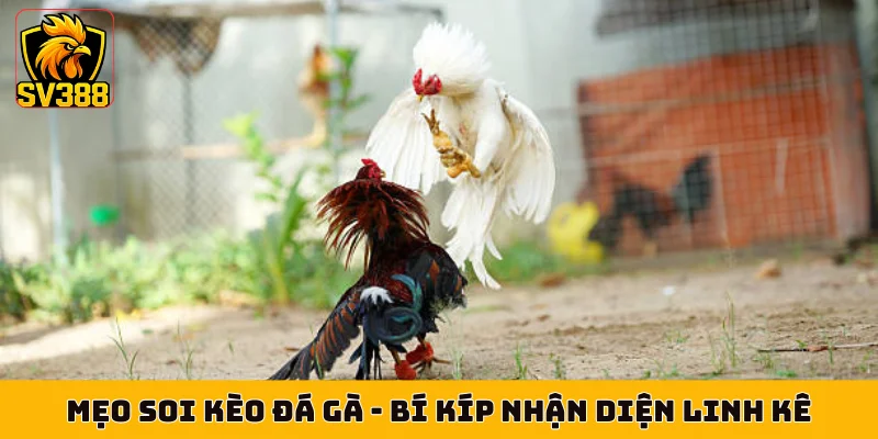 Mẹo Soi Kèo Đá Gà - Bí Kíp Nhận Diện Linh Kê Bất Bại