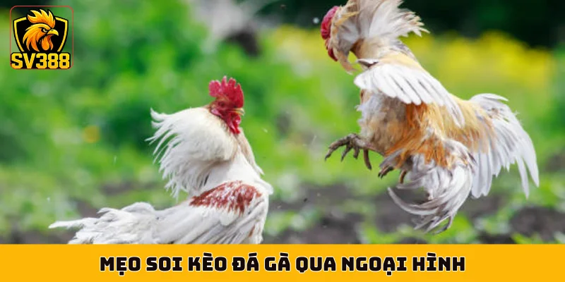 Mẹo soi kèo đá gà qua ngoại hình