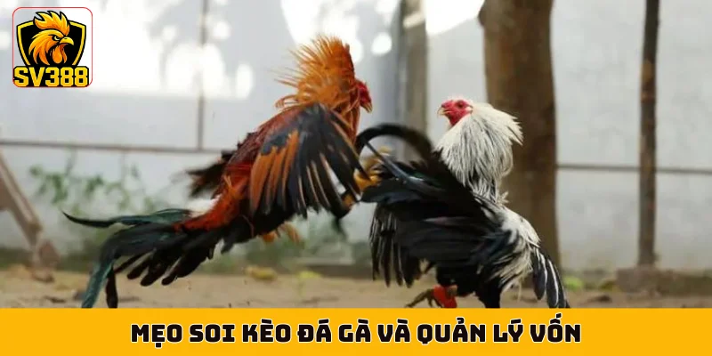 Mẹo soi kèo đá gà và quản lý vốn