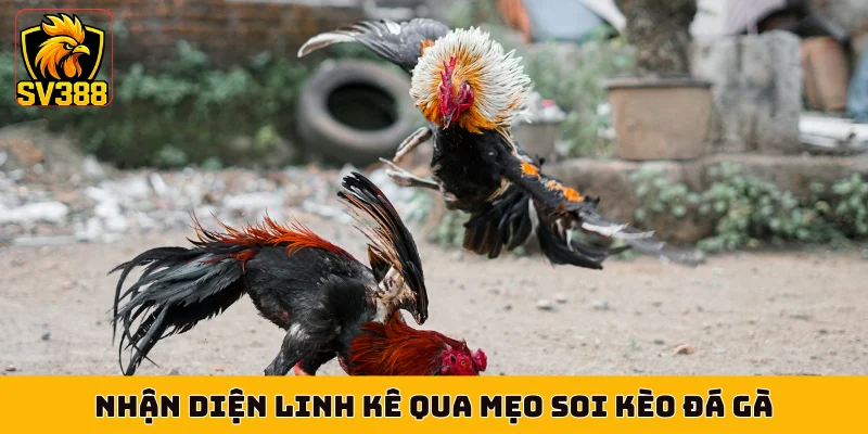 Nhận diện linh kê qua mẹo soi kèo đá gà