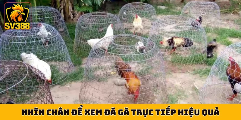 Nhìn chân để xem đá gà trực tiếp hiệu quả