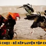 Nuôi Gà Chọi - Bí Kíp Luyện Tập Chiến Kê Đạt 99.99% Thể Lực