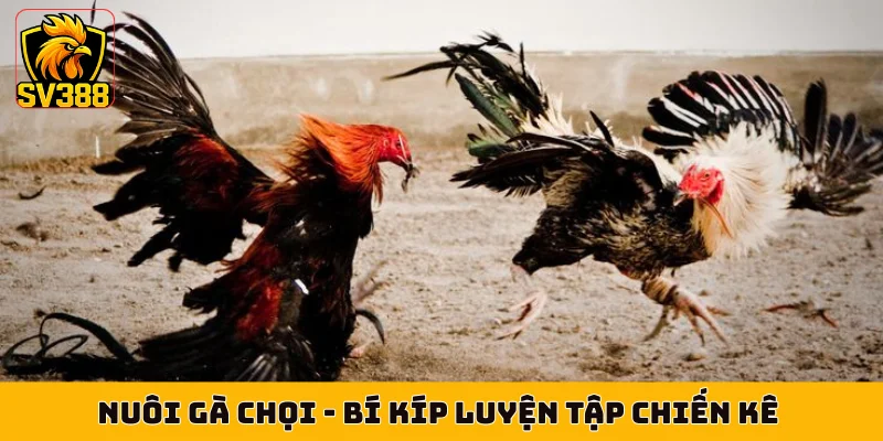 Nuôi Gà Chọi - Bí Kíp Luyện Tập Chiến Kê Đạt 99.99% Thể Lực