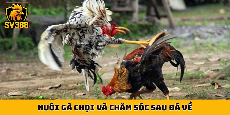 Nuôi gà chọi và chăm sóc sau đá về