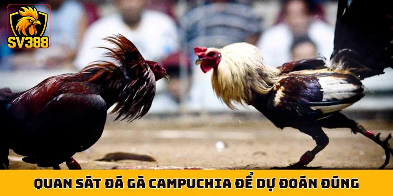Quan sát đá gà Campuchia để dự đoán đúng