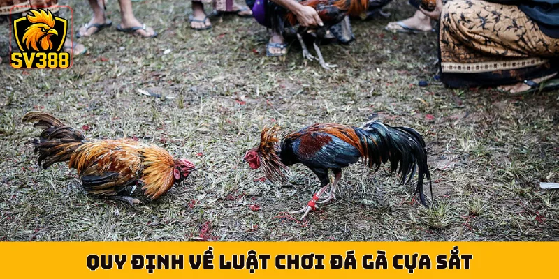 Quy định về luật chơi đá gà cựa sắt